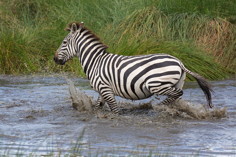 Grant's Zebras, Central Serengeti, Tanzania | Serengeti National Park, Tanzania (IMG_1155.jpg)