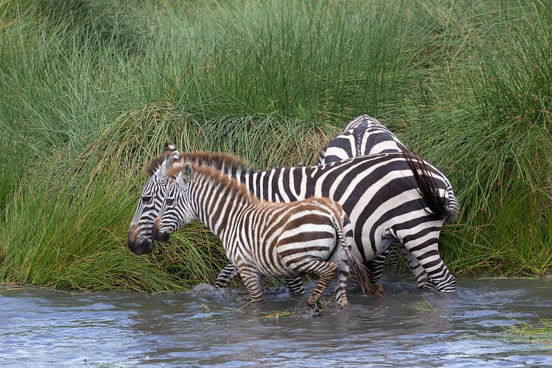 Grant's Zebras, Central Serengeti, Tanzania | Serengeti National Park, Tanzania (IMG_1160.jpg)