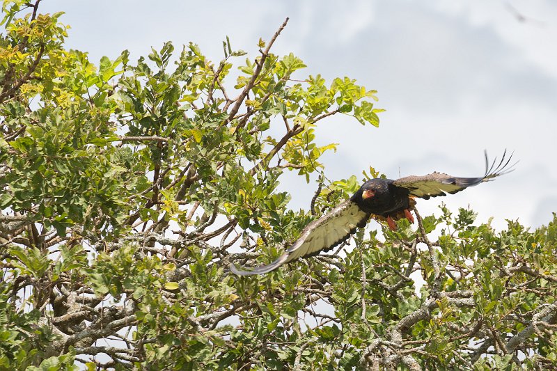 Bateleur Eagle in Flight, Central Serengeti, Tanzania | Serengeti National Park, Tanzania (IMG_1191.jpg)