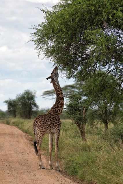 Masai Giraffe, Central Serengeti, Tanzania | Serengeti National Park, Tanzania (IMG_1203.jpg)
