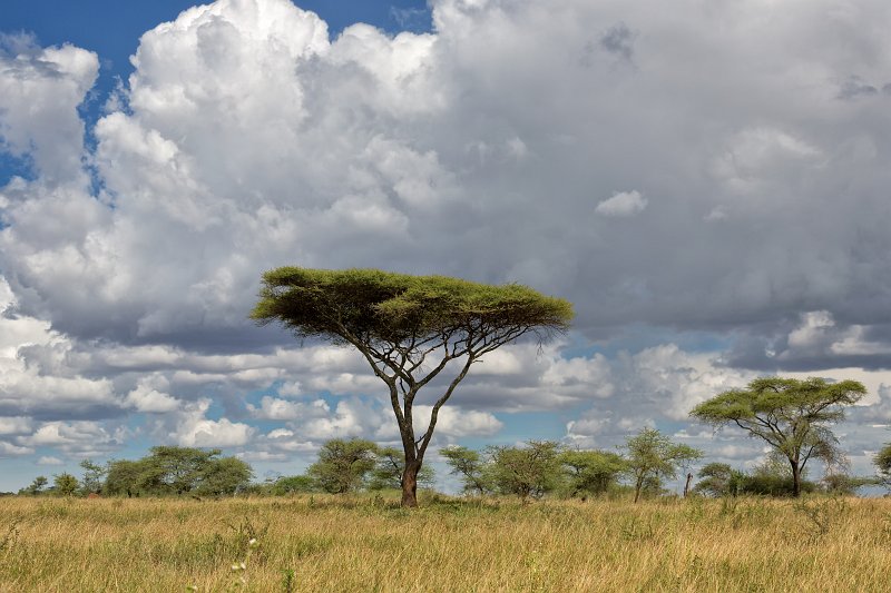 Umbrella Thorn Acacia Tree, Central Serengeti, Tanzania | Serengeti National Park, Tanzania (IMG_1221.jpg)