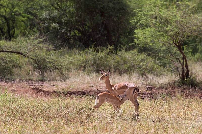 Impala Feeding her Young, Central Serengeti, Tanzania | Serengeti National Park, Tanzania (IMG_1224.jpg)