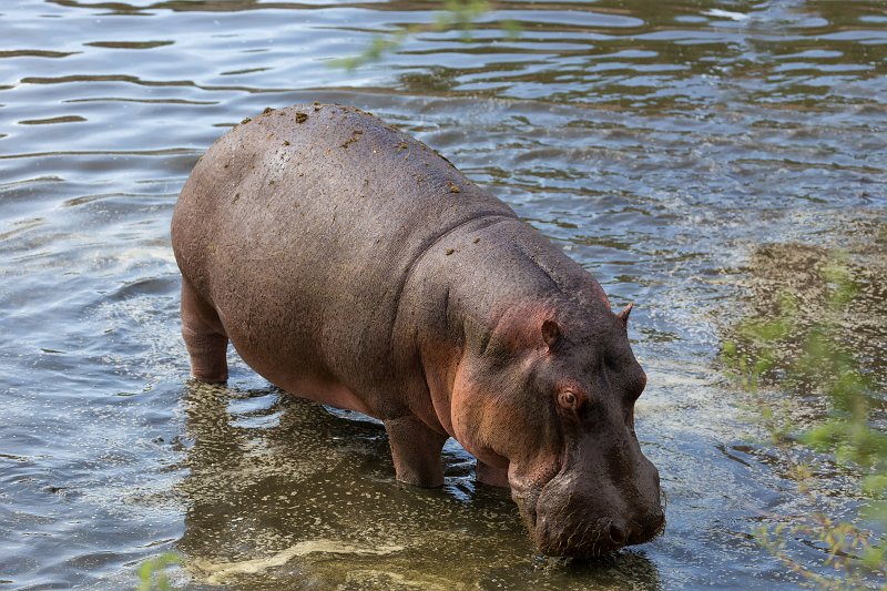 Hippo at the Hippo Pool, Central Serengeti, Tanzania | Serengeti National Park, Tanzania (IMG_1291_2.jpg)