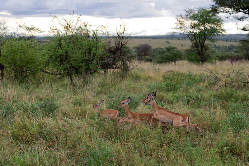 Impalas, Eastern Serengeti, Tanzania | Serengeti National Park, Tanzania (IMG_1468.jpg)