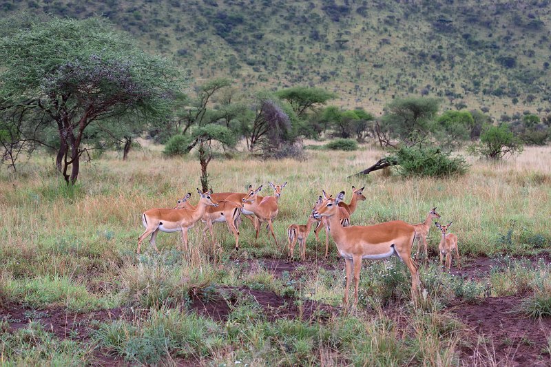 Herd of Impalas, Eastern Serengeti, Tanzania | Serengeti National Park, Tanzania (IMG_1470.jpg)