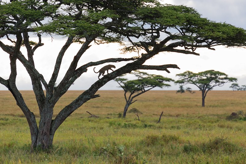 African Leopard on a Tree, Eastern Serengeti, Tanzania | Serengeti National Park, Tanzania (IMG_1478.jpg)