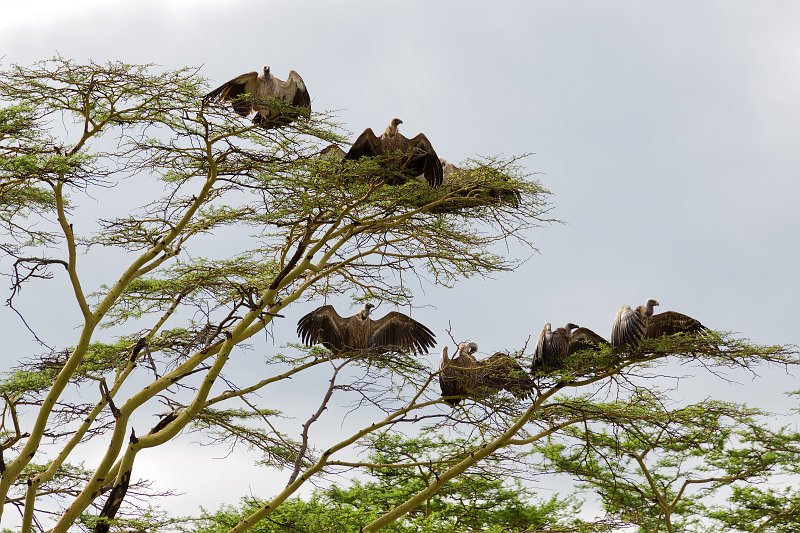White-Backed Vultures Drying their Wings, Eastern Serengeti, Tanzania | Serengeti National Park, Tanzania (IMG_1487.jpg)