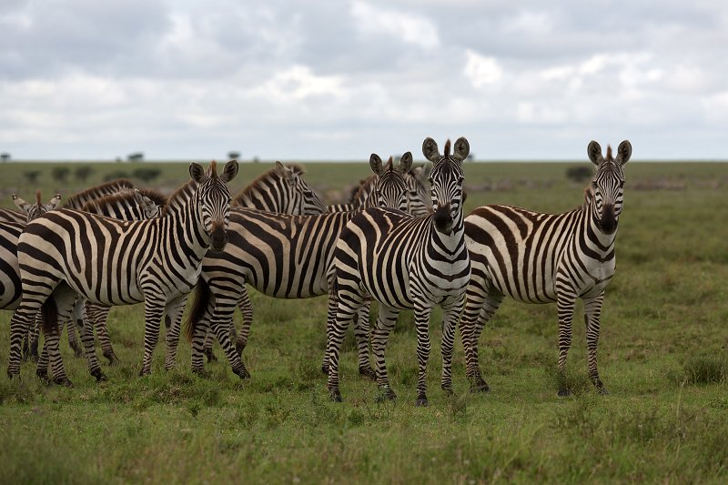 Grant's Zebras, Eastern Serengeti, Tanzania | Serengeti National Park, Tanzania (IMG_1519.jpg)