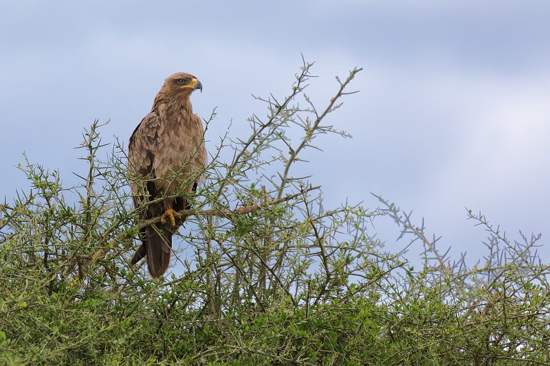 Tawny Eagle, Eastern Serengeti, Tanzania | Serengeti National Park, Tanzania (IMG_1527_2.jpg)