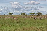 Herd of Grant's Zebras, Central Serengeti, Tanzania