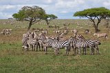Herd of Grant's Zebras, Central Serengeti, Tanzania