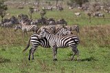 Two Grant's Zebras, Central Serengeti, Tanzania