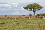 Grant's Zebras and Coke's Hartebeests, Central Serengeti, Tanzania