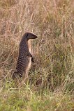 Banded Mongoose, Central Serengeti, Tanzania