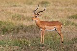 Grant's Gazelle, Central Serengeti, Tanzania