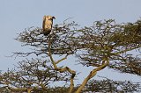 White-Backed Vulture, Central Serengeti, Tanzania