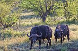 African Buffalos, Central Serengeti, Tanzania