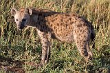 Spotted Hyena, Central Serengeti, Tanzania