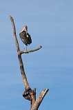 Marabou Stork, Central Serengeti, Tanzania
