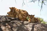 Masai Lions Cubs Playing, Central Serengeti, Tanzania