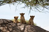 Young Masai Lions, Central Serengeti, Tanzania