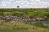 Grant's Zebras, Central Serengeti, Tanzania