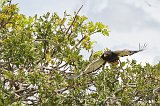 Bateleur Eagle in Flight, Central Serengeti, Tanzania