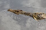Nile Crocodile, Central Serengeti, Tanzania