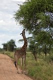 Masai Giraffe, Central Serengeti, Tanzania