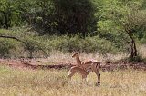 Impala Feeding her Young, Central Serengeti, Tanzania