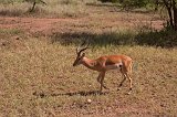 Male Impala, Central Serengeti, Tanzania