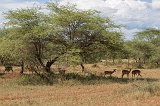 Herd of Impalas, Central Serengeti, Tanzania
