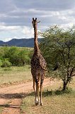 Masai Giraffe on the Run, Central Serengeti, Tanzania