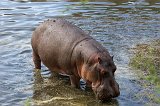 Hippo at the Hippo Pool, Central Serengeti, Tanzania