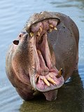 Hippo's Open Mouth, Central Serengeti, Tanzania