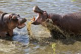 Male Hippos Fighting, Central Serengeti, Tanzania