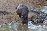 Hippo and Red-Billed Oxpeckers, Central Serengeti, Tanzania