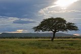 Central Serengeti, Tanzania