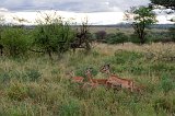 Impalas, Eastern Serengeti, Tanzania