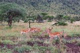 Herd of Impalas, Eastern Serengeti, Tanzania