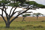 African Leopard on a Tree, Eastern Serengeti, Tanzania