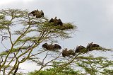 White-Backed Vultures Drying their Wings, Eastern Serengeti, Tanzania