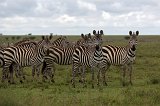 Grant's Zebras, Eastern Serengeti, Tanzania