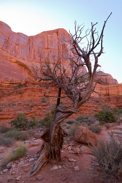 Juniper Tree, Park Avenue, Arches National Park, Utah, USA | Arches National Park - Utah, USA (IMG_5946.jpg)
