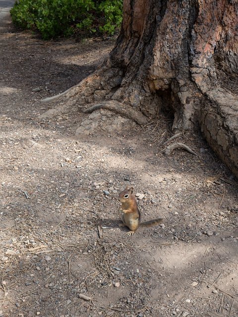 Golden-Mantled Ground Squirrel, Bryce Canyon National Park, Utah, USA | Bryce Canyon National Park - Utah, USA (IMG_6721.jpg)