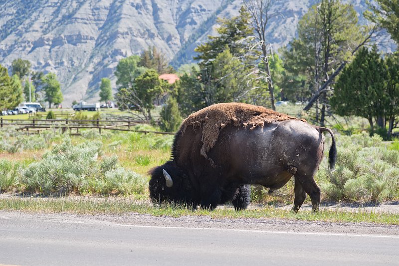 American Buffalo, Mammoth Hot Springs, Yellowstone National Park, Wyoming, USA | Yellowstone National Park - Wyoming, USA (IMG_5307.jpg)