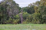 African Sacred Ibises on a Tree near Zambezi River