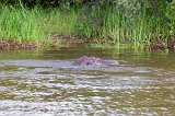 Hippopotamus, Zambezi River
