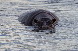 Hippopotamus in Zambezi River