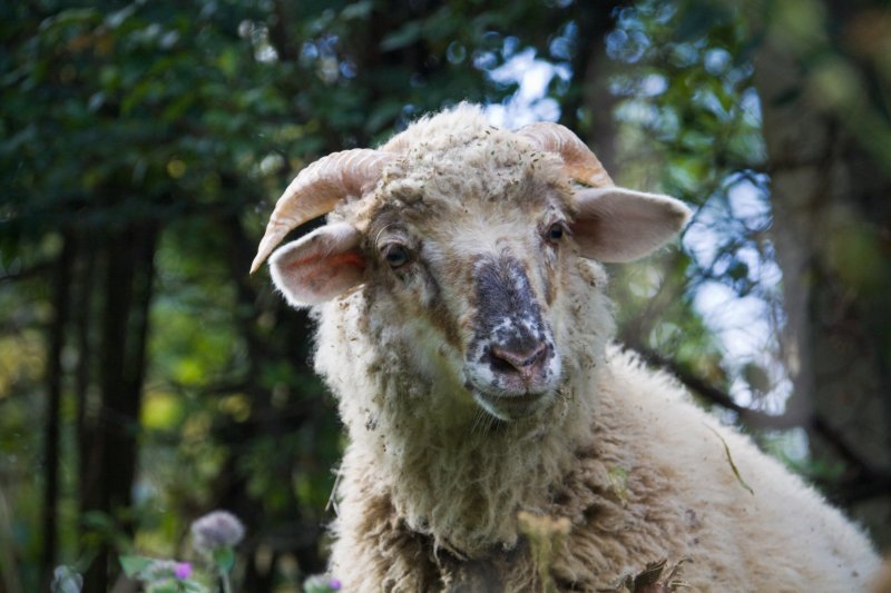 Curious sheep | Romanian Countryside (CO25-IMG_1421_f.jpg)